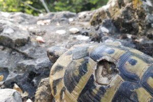 Tartaruga com casco marrom e preto caminha sobre pedras irregulares em ambiente externo com vegetação ao fundo.