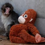 Macaco jovem sentado no chão ao lado de um brinquedo de pelúcia marrom em forma de macaco, encostado em parede cinza.