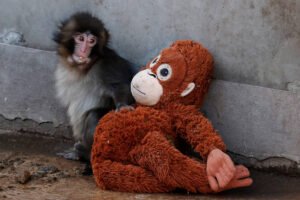 Macaco jovem sentado no chão ao lado de um brinquedo de pelúcia marrom em forma de macaco, encostado em parede cinza.