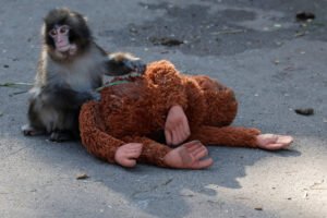 Macaco jovem sentado no chão cinza toca um boneco de pelúcia marrom que está deitado de bruços.