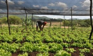 Agricultura familiar no Brasil ganha apoio do Banco Mundial para clima e geração de empregos