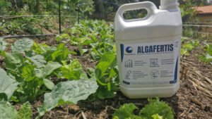 Bioinsumo à base de microalgas pode reduzir a dependência de fertilizantes agrícolas