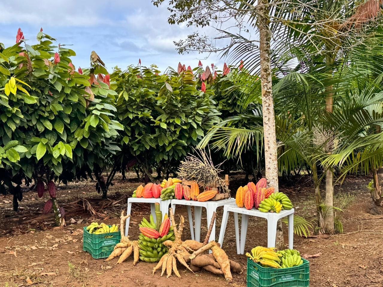 Uma exposição ao ar livre que mostra produtos agroforestais, incluindo mandioca, bananas e cacau, no sul da Bahia, Brasil.