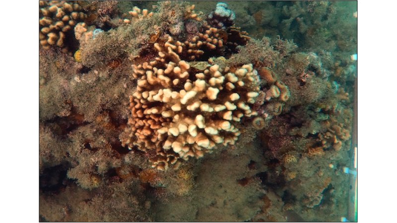 Corais-de-fogo do Brasil podem estar sofrendo extinção silenciosa, afirmam especialistas