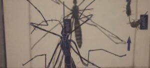 O mosquito aedes aegypti transmite doenças como chikungunya, dengue e zika.