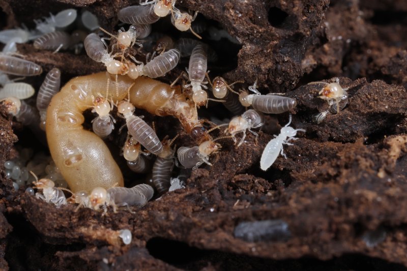Diversificação de dietas dos cupins foi possível graças a modificações no genoma