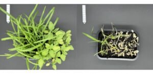 Estudo busca contribuir para o registro de pesticidas menos tóxicos e de origem natural