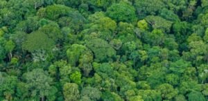 Manejo com redução de impacto é capaz de promover recuperação de floresta e estocar carbono