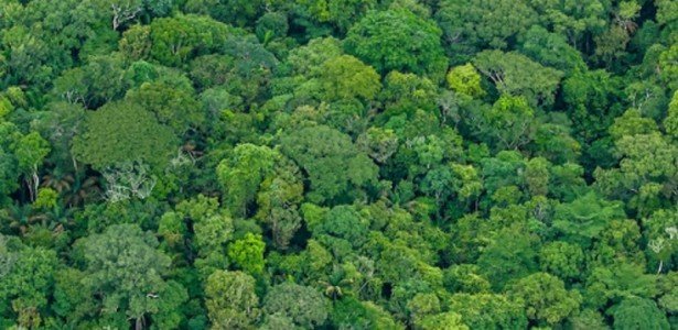 Manejo com redução de impacto é capaz de promover recuperação de floresta e estocar carbono