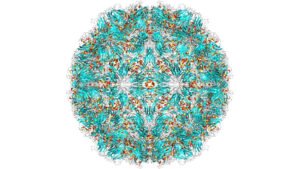 Vírus do resfriado se ‘esconde’ e se multiplica nas amígdalas e adenoides mesmo em pessoas sem sintomas