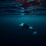 Orca solitária nada em águas profundas com pouca luz, refletindo tons azulados na superfície.