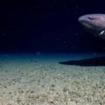 Tubarão cinza nadando próximo ao fundo arenoso do oceano em ambiente escuro, com partículas suspensas na água.