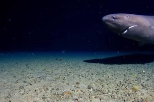 Tubarão cinza nadando próximo ao fundo arenoso do oceano em ambiente escuro, com partículas suspensas na água.
