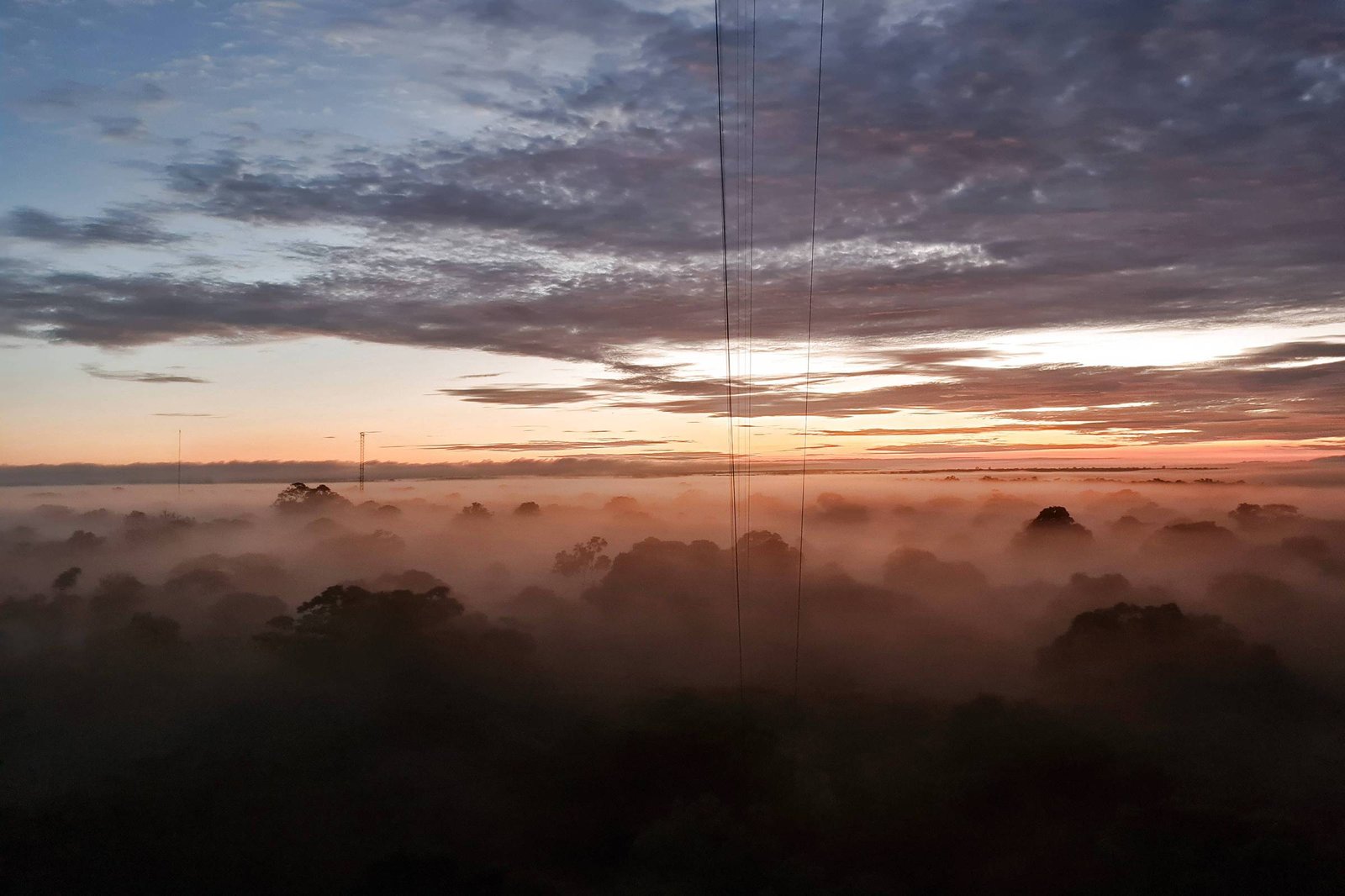Neblina da amazônia carrega bactérias e fungos vivos – 04/03/2026 – Ciência