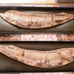 Dois fósseis de dentes grandes, alongados e curvados, estão dispostos horizontalmente em caixas retangulares acolchoadas com tecido preto. O fundo das caixas é colocado sobre uma superfície com padrão decorativo colorido.