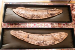 Dois fósseis de dentes grandes, alongados e curvados, estão dispostos horizontalmente em caixas retangulares acolchoadas com tecido preto. O fundo das caixas é colocado sobre uma superfície com padrão decorativo colorido.