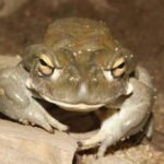Sapo-do-rio-colorado ou sapo-do-deserto-de-sonora (Incilius alvarius), do qual se obtém o psicodélico 5-MeO-DMT