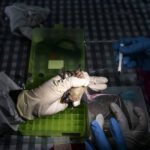 Mãos com luvas seguram um morcego enquanto fazem coleta em busca de vírus em uma caverna na Tailândia, em 2020. Fundo desfocado mostra superfície quadriculada e materiais médicos.