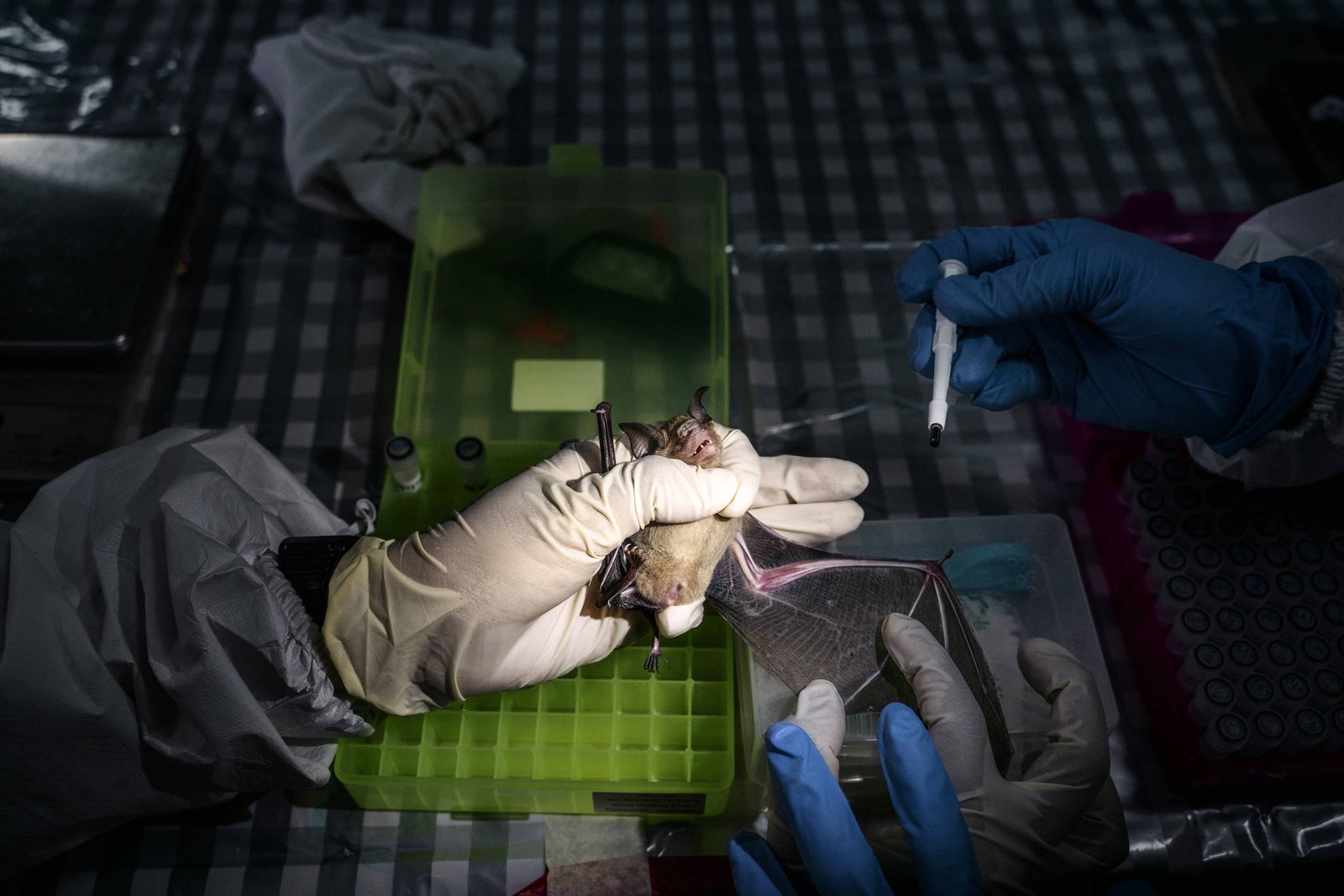 Covid e Ebola: vírus mudaram após infectar humanos – 24/03/2026 – Ciência