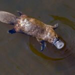 Ornitorrinco com corpo marrom e cauda larga nada em água escura, criando ondulações ao redor.