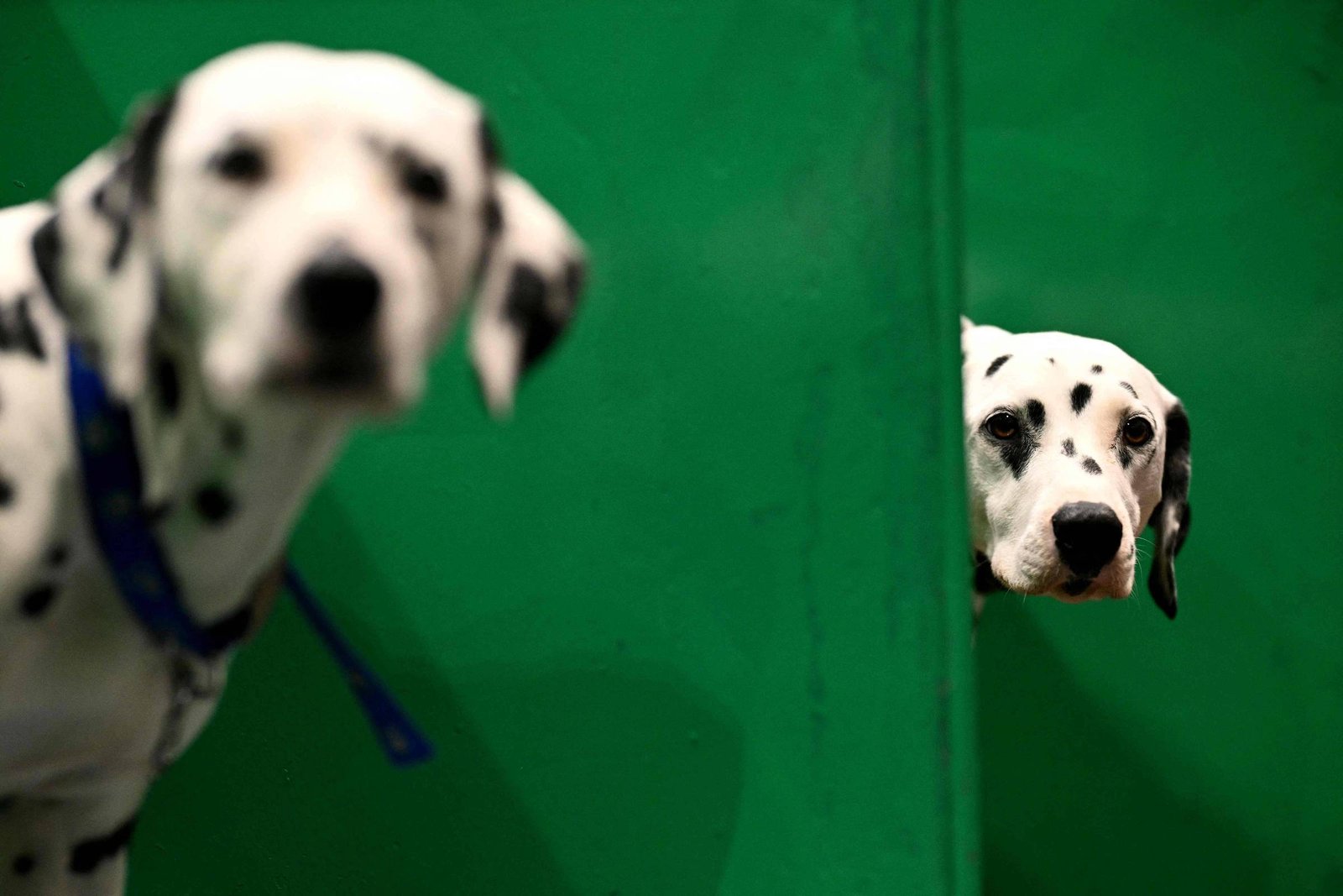 Domesticação de cães tem pelo menos 16 mil anos de idade – 25/03/2026 – Ciência