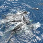 Vários cachalotes nadam juntos em águas azuis do oceano, criando espuma e ondulações na superfície.