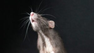 Estresse na adolescência provoca alterações cerebrais duradouras, aponta estudo com ratos