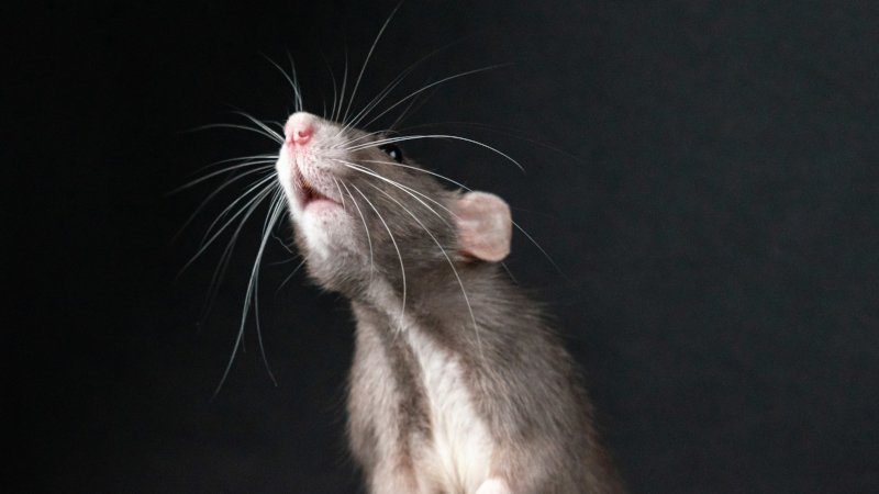 Estresse na adolescência provoca alterações cerebrais duradouras, aponta estudo com ratos