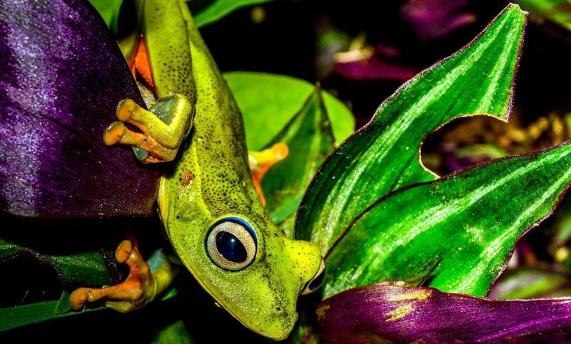 Estudo elucida condições para a riqueza de espécies de anfíbios em ilhas marinhas