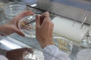 Pesquisa aponta regiões ideais do genoma para criação de milho resistente à seca