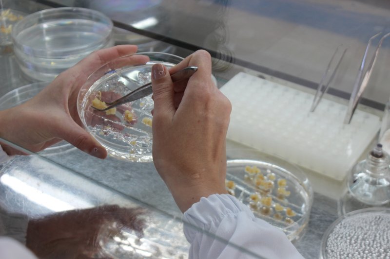 Pesquisa aponta regiões ideais do genoma para criação de milho resistente à seca