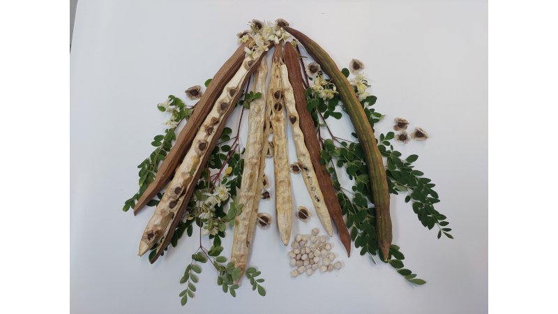 Semente de planta comum no Brasil mostra potencial para remoção de microplásticos da água