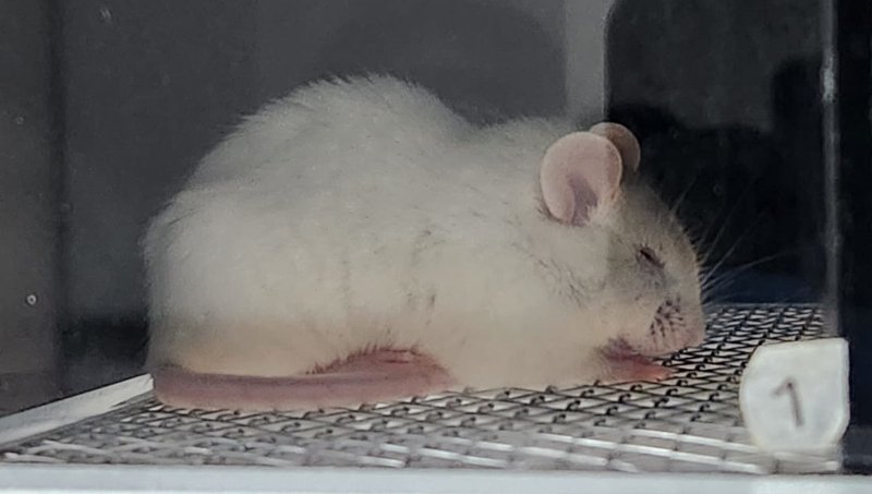 Solidão intensifica dor física e efeito é maior no sexo feminino