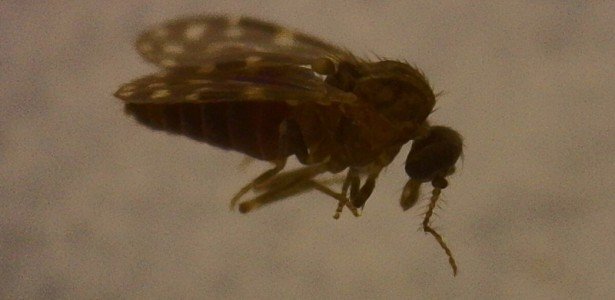 Vírus Oropouche já infectou mais de 5 milhões de pessoas no Brasil, sugere estudo