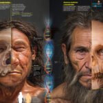Ilustração comparativa mostra dois rostos divididos ao meio: à esquerda, um neandertal com metade do crânio exposto; à direita, um humano moderno com metade do crânio exposto. No centro, uma hélice de DNA conecta as duas figuras. Texto e gráficos explicam diferenças anatômicas, genéticas e culturais entre as espécies.
