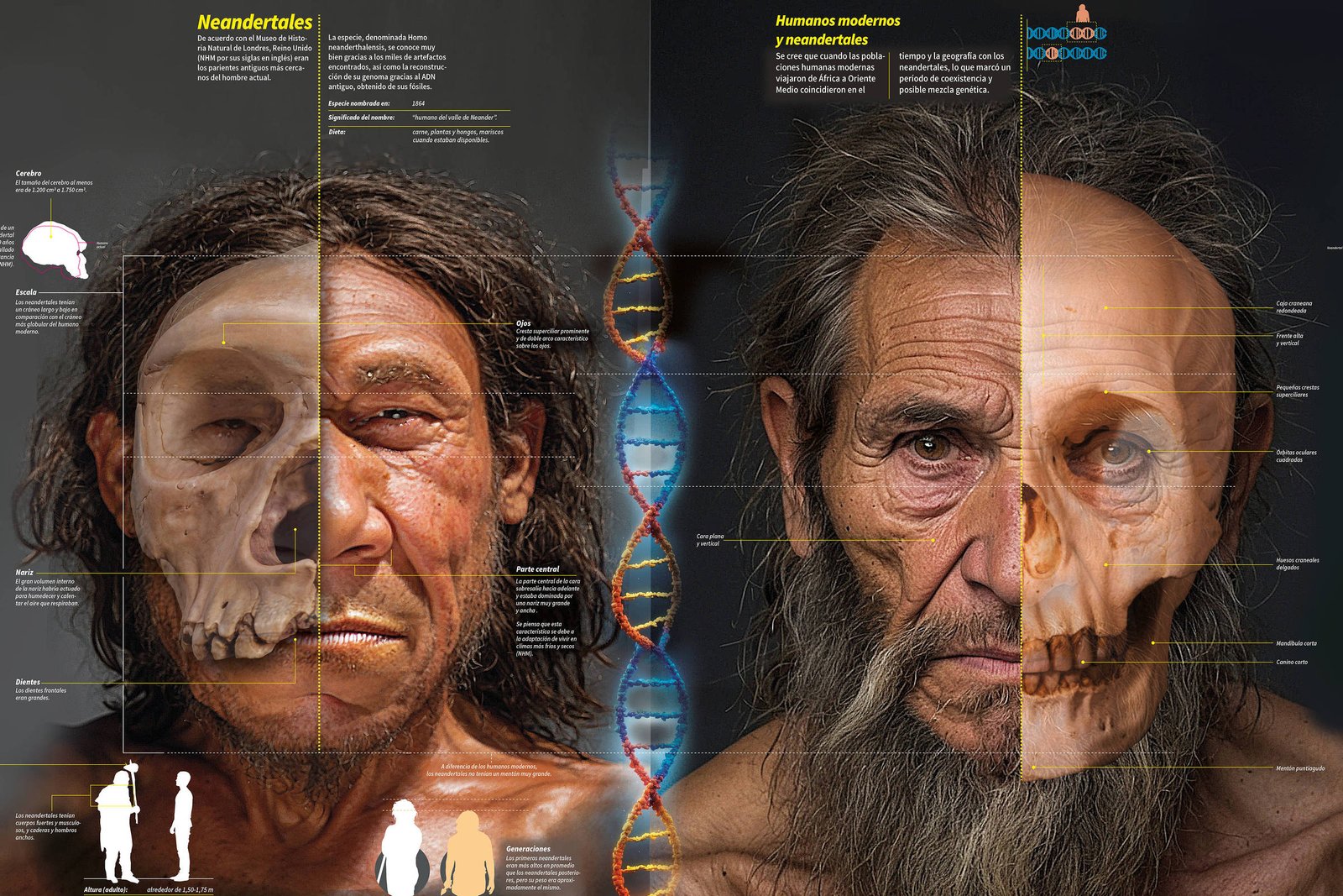 Livro une neandertal e sapiens com marcas em genes humanos – 05/04/2026 – Marcelo Leite