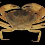 Caranguejo marrom com corpo largo e achatado, exibindo duas grandes garras abertas e oito pernas finas e articuladas, posicionado sobre fundo preto.