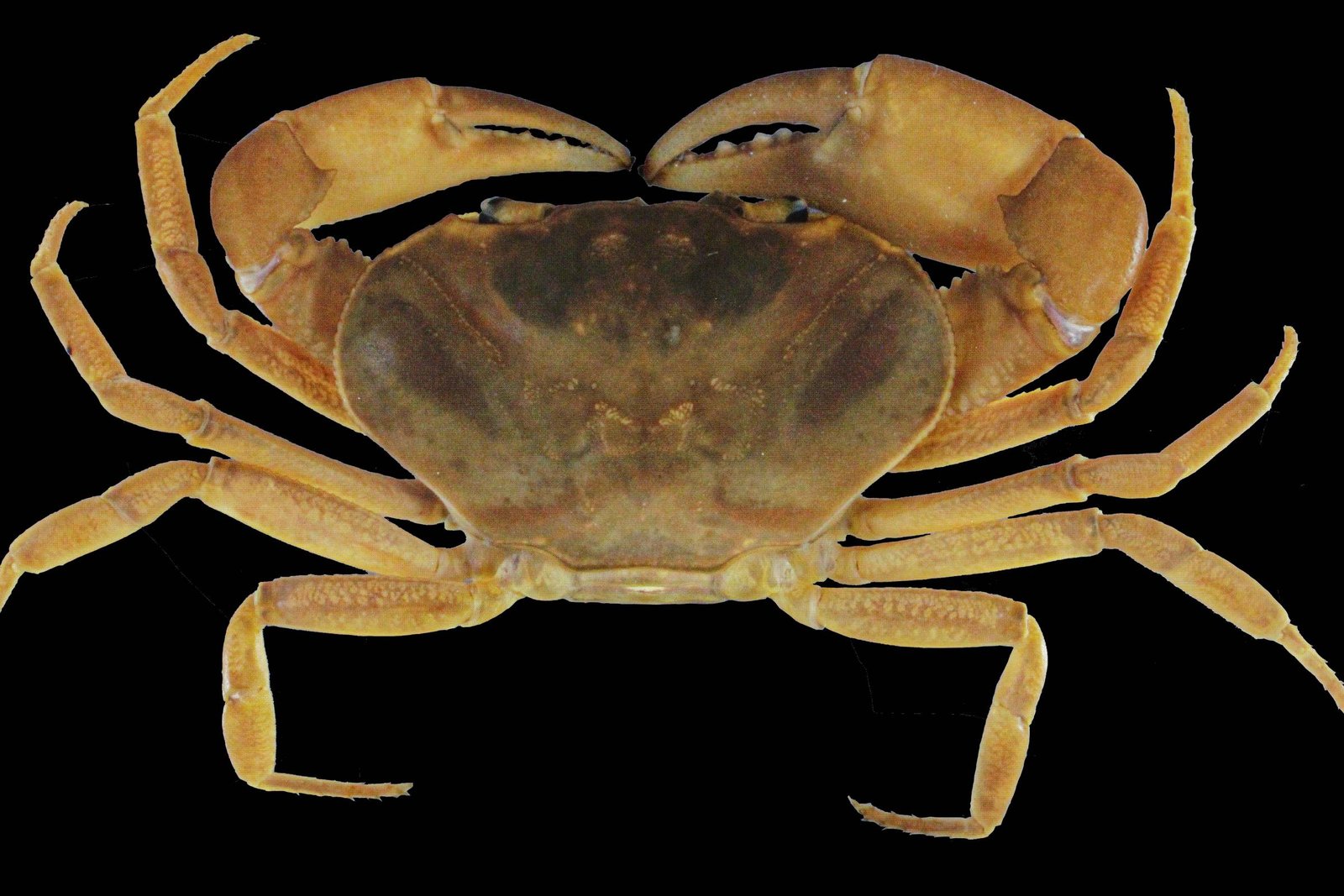 Descoberto novo gênero de caranguejo a 1.730 m na amazônia – 16/04/2026 – Ciência