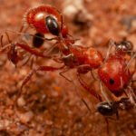 Duas formigas vermelhas em close, uma segurando uma formiga menor preta no solo avermelhado. Detalhes das pernas e antenas visíveis.