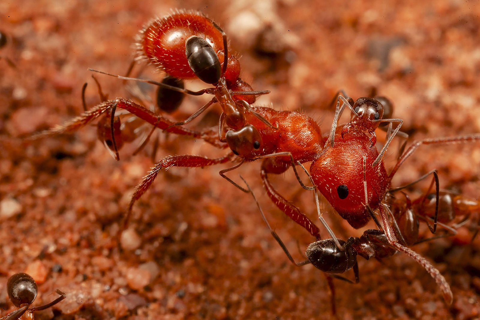 Formigas param em ‘serviço de lava-rápido’ no deserto – 22/04/2026 – Ciência