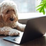 Cachorro de pelo encaracolado claro deitado no chão de madeira próximo a uma janela, com uma pata tocando um laptop preto aberto. Folhas verdes de planta pendem no canto superior direito da imagem.