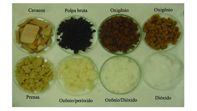 Enzima produzida por fungo pode substituir produtos químicos na indústria de papel