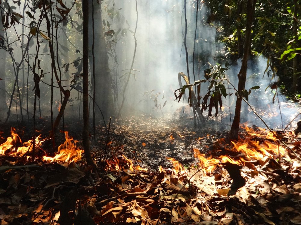 Incêndios, secas e tempestades de vento tornam vegetação da Amazônia menos diversa