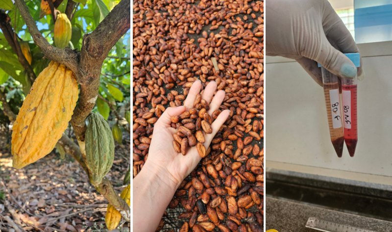 Pesquisa une sabor e valor nutricional ao chocolate amazônico