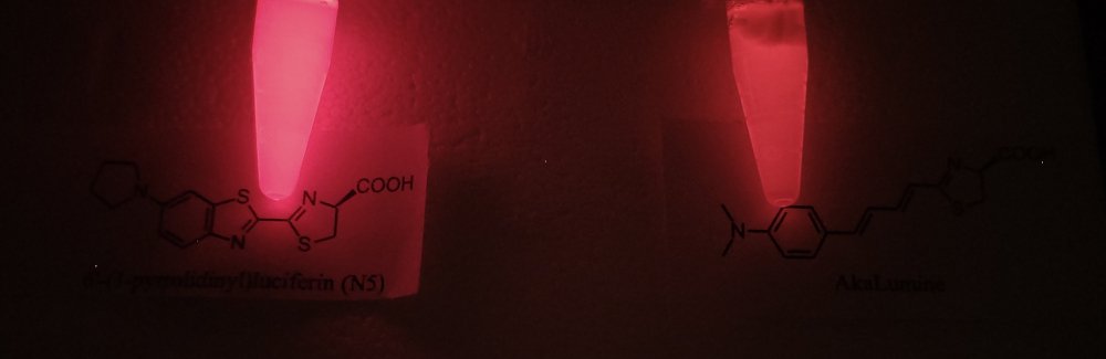 Sistema avançado de bioluminescência é inspirado em larva de ‘besouro brasileiro’