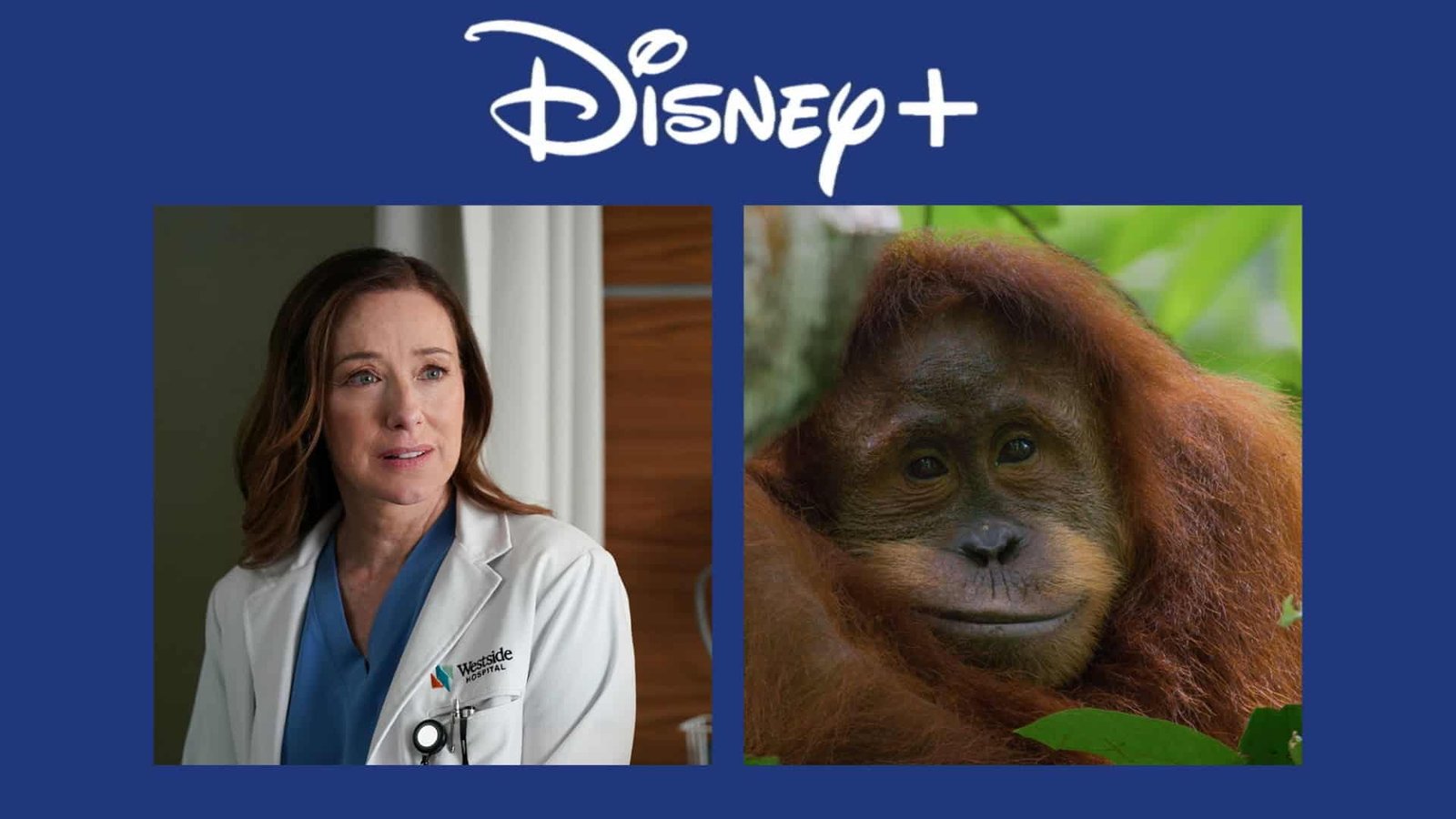 lançamentos da semana (20 a 26 de abril)