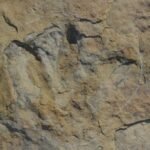 Pegada fossilizada de dinossauro marcada por contorno branco em rocha sedimentar marrom. Detalhes da impressão mostram três dedos distintos.