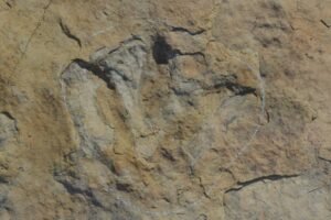 Pegada fossilizada de dinossauro marcada por contorno branco em rocha sedimentar marrom. Detalhes da impressão mostram três dedos distintos.