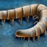 Centopeia com corpo segmentado em tons de marrom claro a escuro, curvado em forma de gancho, com várias pernas curtas e pontiagudas em cada segmento, sobre fundo azul texturizado.
