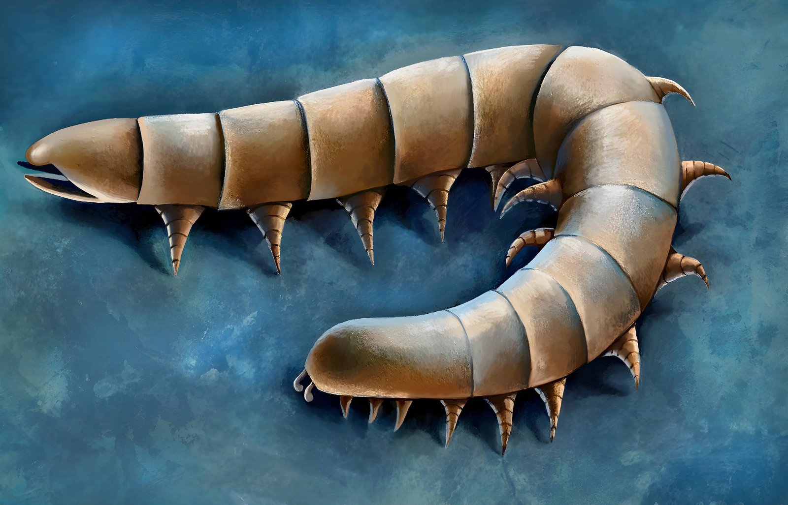 Fóssil revela ancestral das centopeias modernas – 18/05/2026 – Ciência